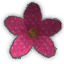 Pink Flower
