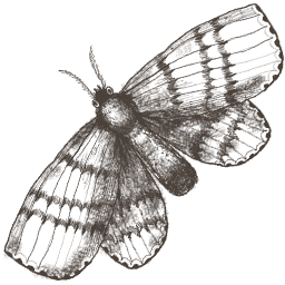 File:Sticker Victoria Lab Animals Moth.png