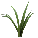Grass Tuft