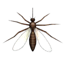 Mosquito