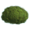 Moss Patch