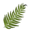 Fern Leaf