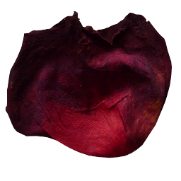 Rose Petal
