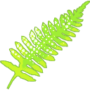 Lime Fern