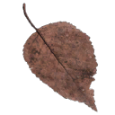 Real Brown Leaf