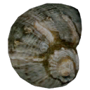 Snail Shell