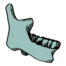 Skull Jawbone