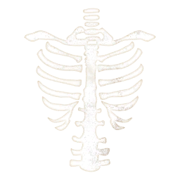 Skeleton Ribcage