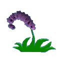 Flower 1