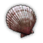 Mollusk