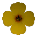 Yellow Flower