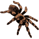 File:Sticker DLC Jungle Animal Tarantula.png
