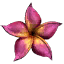 Plumeria - Pink