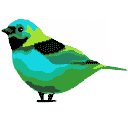 Green Song Bird