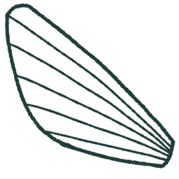 Decorative Fin