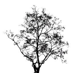 Ash Tree