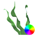 Seaweed - Wide