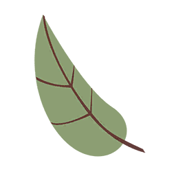 Artichoke Leaf