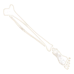 Skeleton Leg