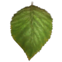 Birch Leaf