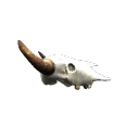 Horned Bull Skull
