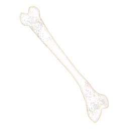 Skeleton Bone