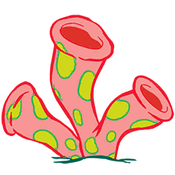 Coral - Pink