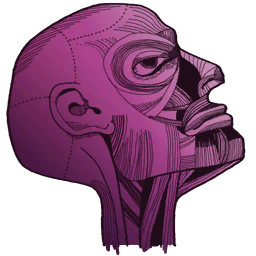 File:Sticker Victoria Lab Doodles Anatomy Head.png