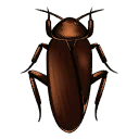 Cockroach