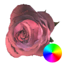 Pink Rose