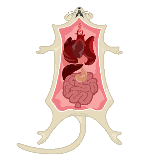 File:Sticker Popit Puzzles Tomorrows World Dissected Rat.png