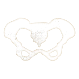 Skeleton Pelvis