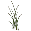 Decoration HUB Seaside Grass Clump01 Icon.png