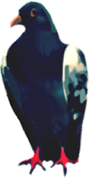 File:Sticker DLC AssassinsCreed Animal Pigeon 2.png