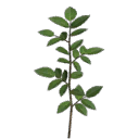 Laurel Branch