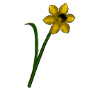 Daffodil