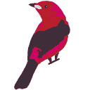 Red Song Bird
