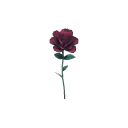 Red Rose