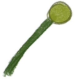 Dandelion Stem