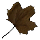 File:Sticker Unthemed Leaf 1.png