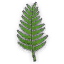 Zen Leaf 4
