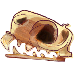 Dinosaur Skull