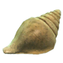 Trumpet Shell