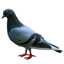 Icon.