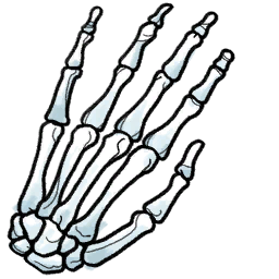 Skeleton Hand