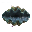 Giant Clam