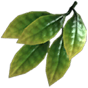 Jungle Leaves Cluster