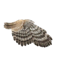 Bird Wing