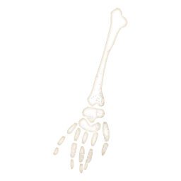 Skeleton Arm