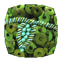 Green Sequins & Leaves